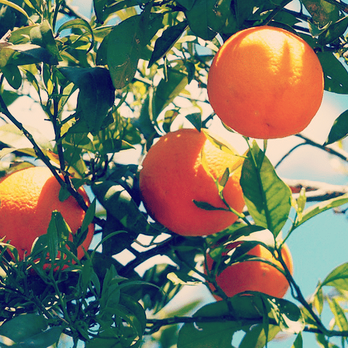 appelsin æterisk olie