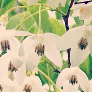 benzoe æterisk olie