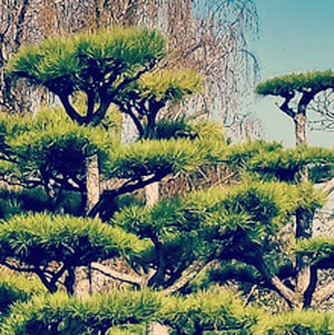 cedertræ ætetisk olie