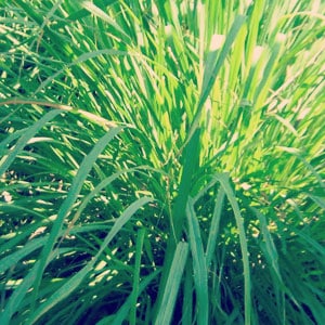 citronella æterisk olie