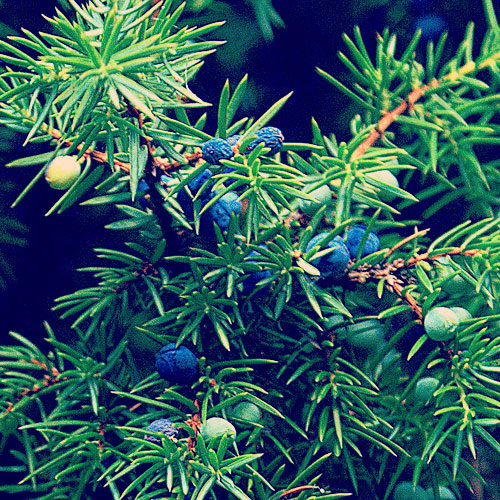 Enebær æterisk olie