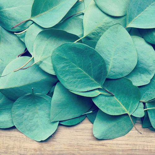 Eukalyptus æterisk olie