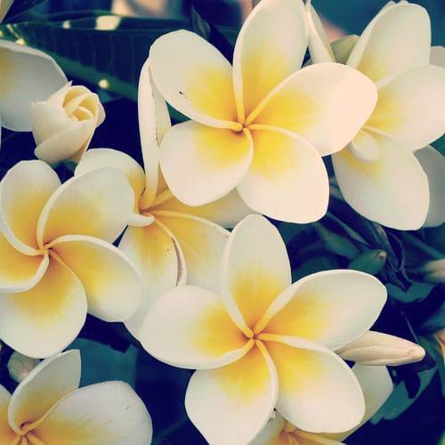 jasmin æterisk olie