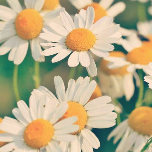 kamille æterisk olie