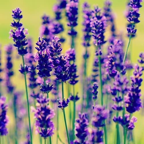 lavendel æterisk olie