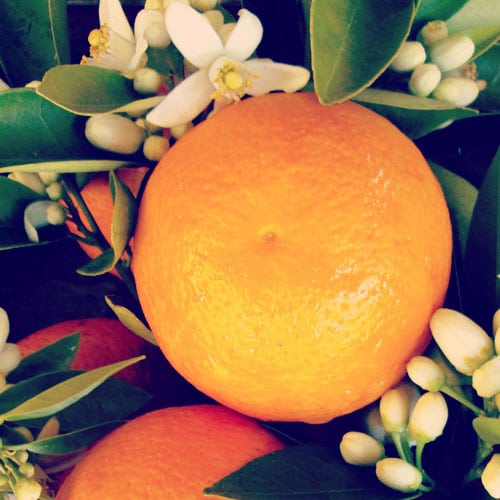 neroli æterisk olie