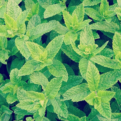 pebermynte æterisk olie