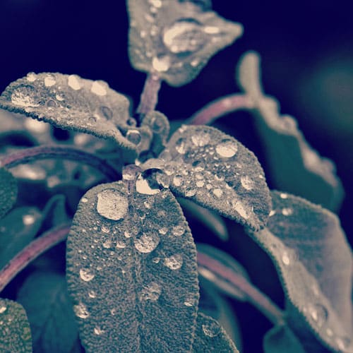 salvie æterisk olie