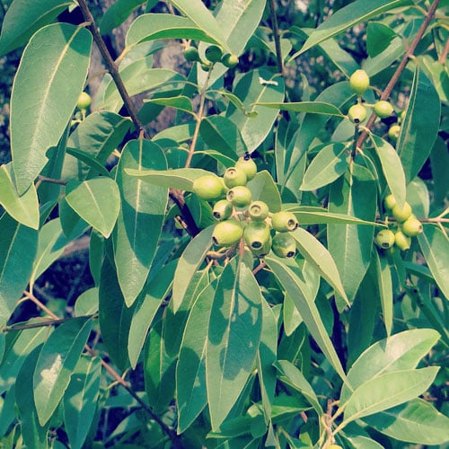 sandeltræ æterisk olie