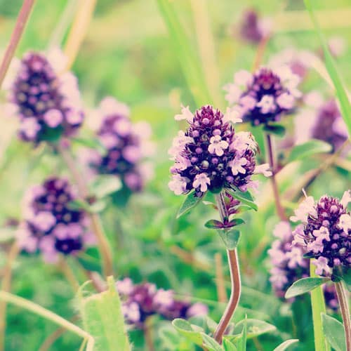 timian æterisk olie